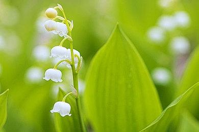 NDS恶魔城合集《恶魔城：统治者合集》正式发布